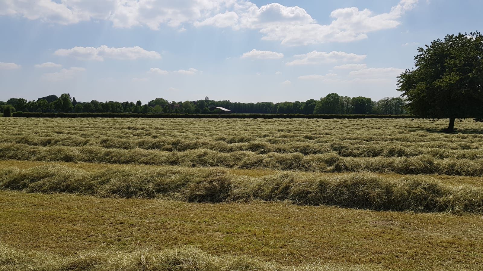 Het hooiland bij de manege