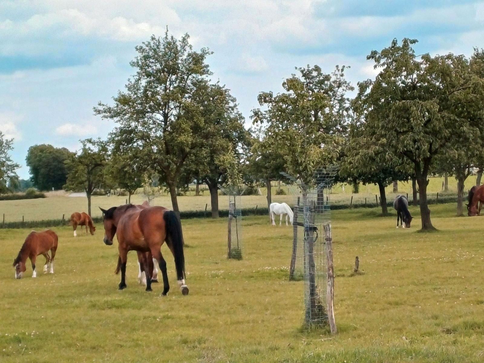Paarden in de wei naast de manege